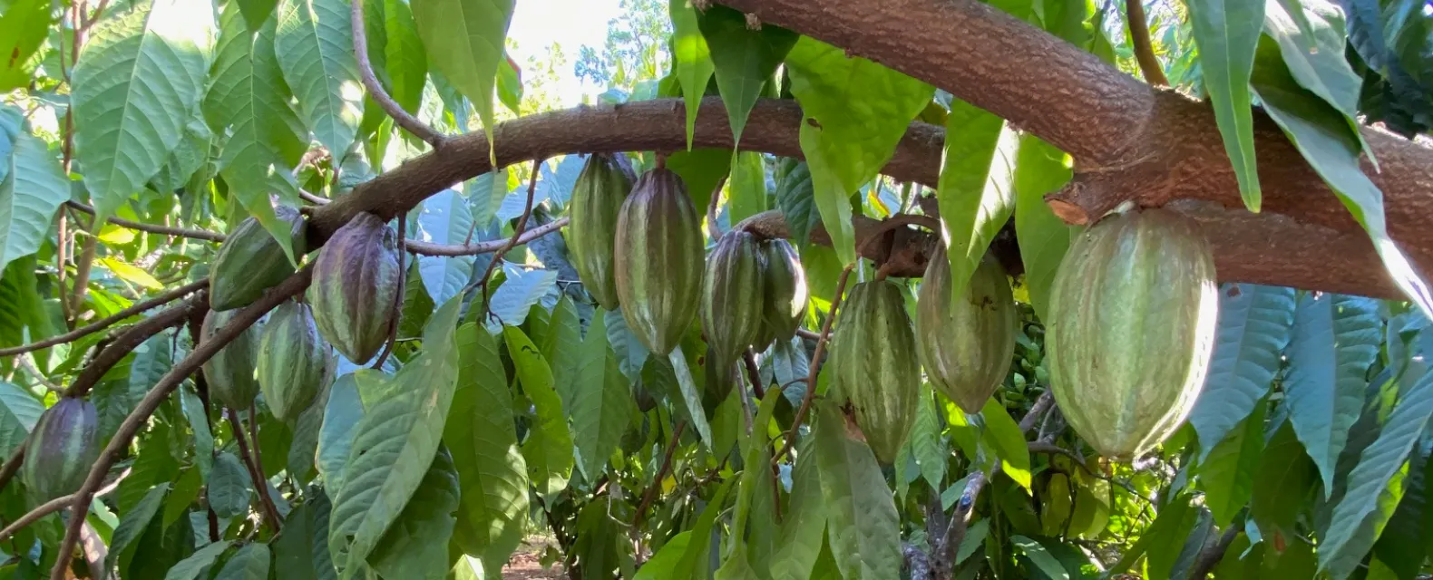 Almost ripe cacao plants with pods rotated