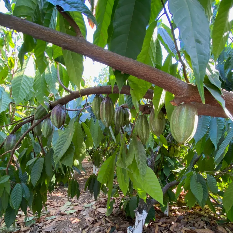 Almost ripe cacao plants with pods rotated